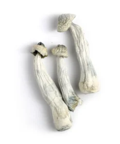 Buy Albino Penis Envy