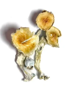 Buy Blue Meanie Mushroom