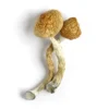Buy Golden Teacher Magic Mushrooms Canada