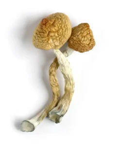 Buy Golden Teacher Magic Mushrooms Canada