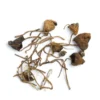 Buy Liberty Cap Mushroom