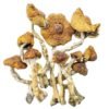 Buy Cambodian Magic mushroom