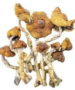 Buy Cambodian Magic mushroom