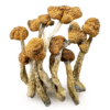 Buy Mazatapec Magic Mushroom