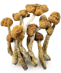 Buy Mazatapec Magic Mushroom