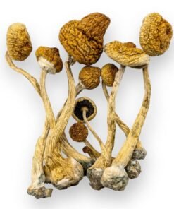 amazonian mushrooms dried