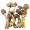 trinity mushroom strain