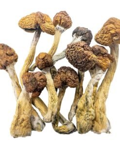 trinity mushroom strain